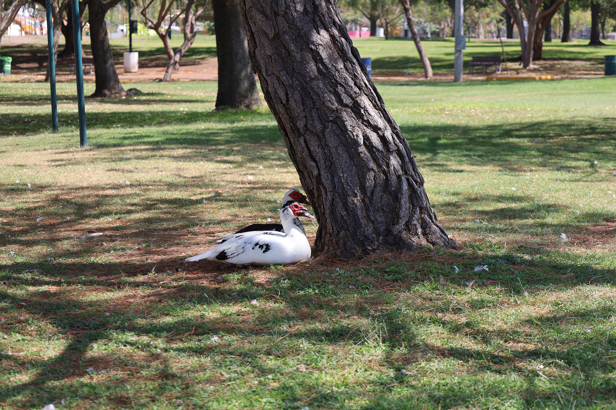 Imagen: pages/imgGaleria/Feria_20260217_135010.jpg